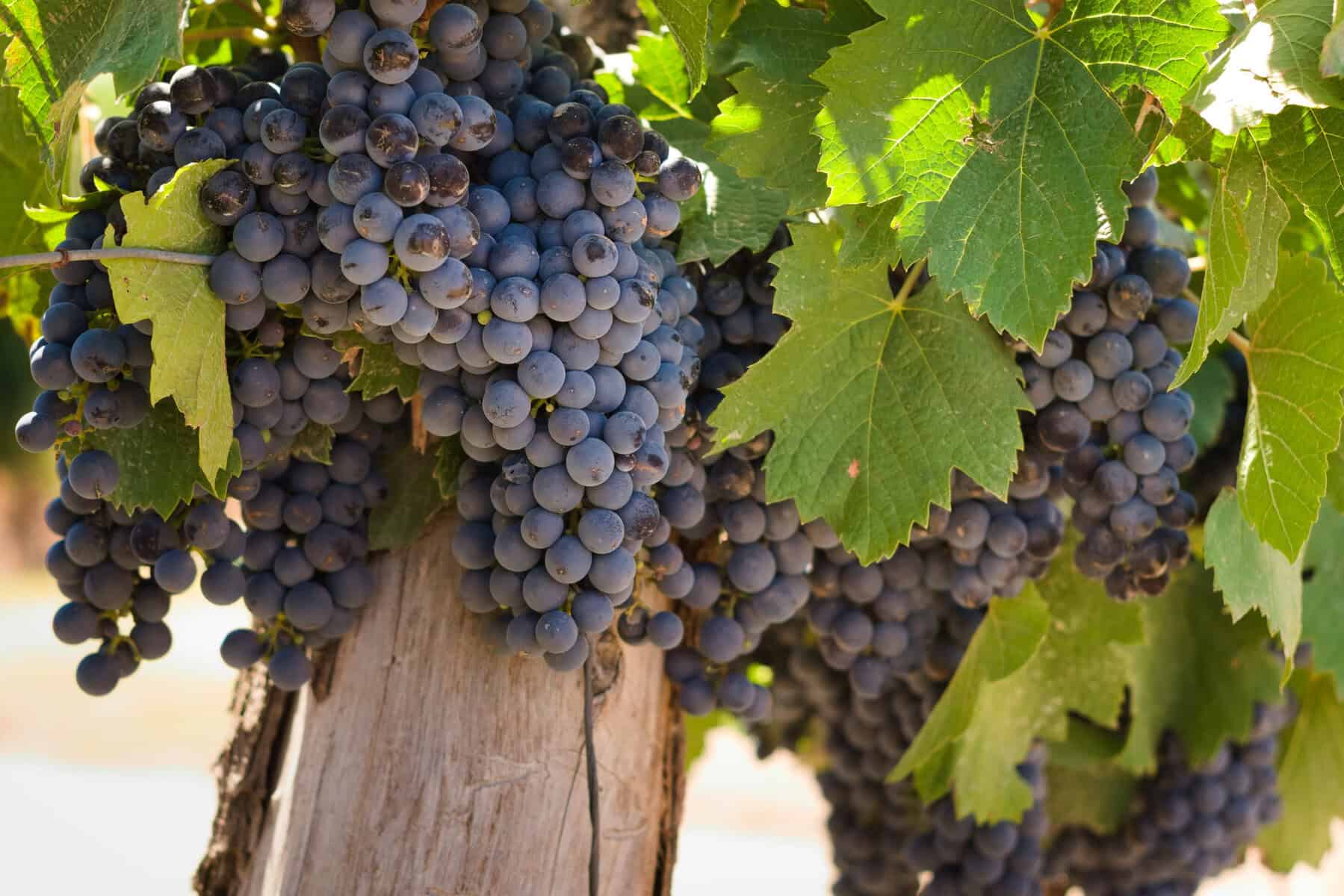 Modne Malbec druer på vinranker i Mendoza